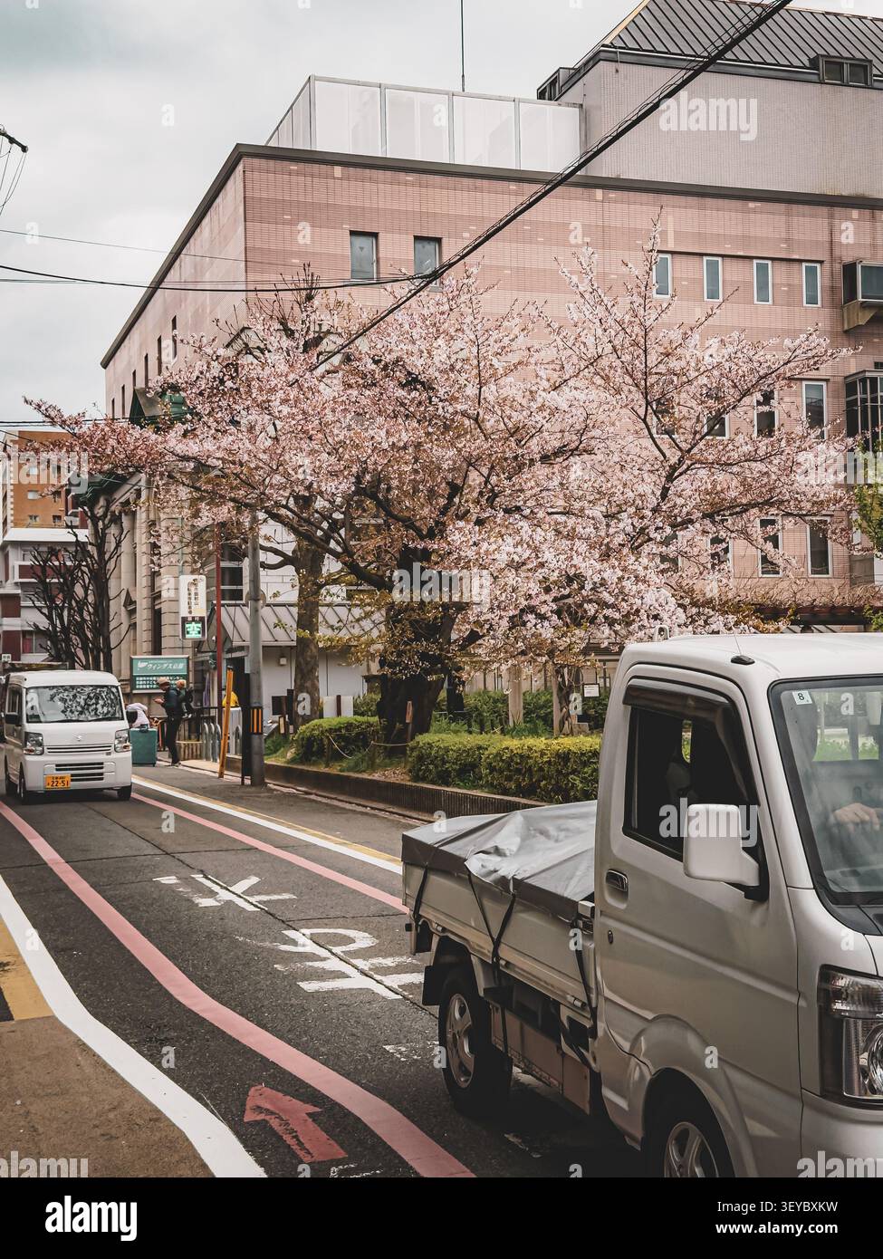 Un pick-up bianco su una strada durante la primavera con fiori di ciliegio in fiore davanti a un edificio urbano, Giappone - Immagine stock catturata con smartphone