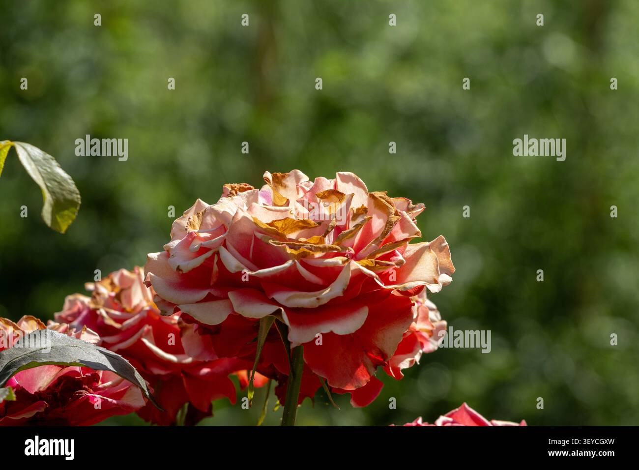 Primo piano di rose rosa in fiore con petali dai bordi crema illuminati dalla luce naturale del sole in giardino. Lo sfondo verde sfocato crea un beaut Foto Stock