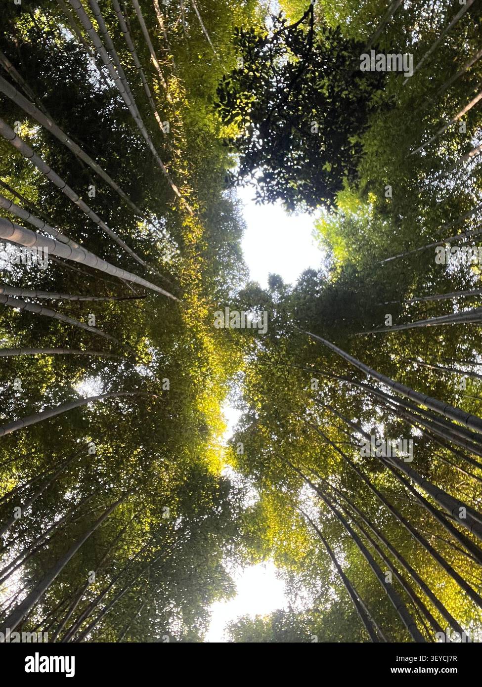 Veduta a occhio nudo dell'alto baldacchino di boschetto di bambù con luce solare che filtra attraverso foglie verdi, Giappone. Composizione astratta della natura Zen. - Immagine stock catturata con smartphone