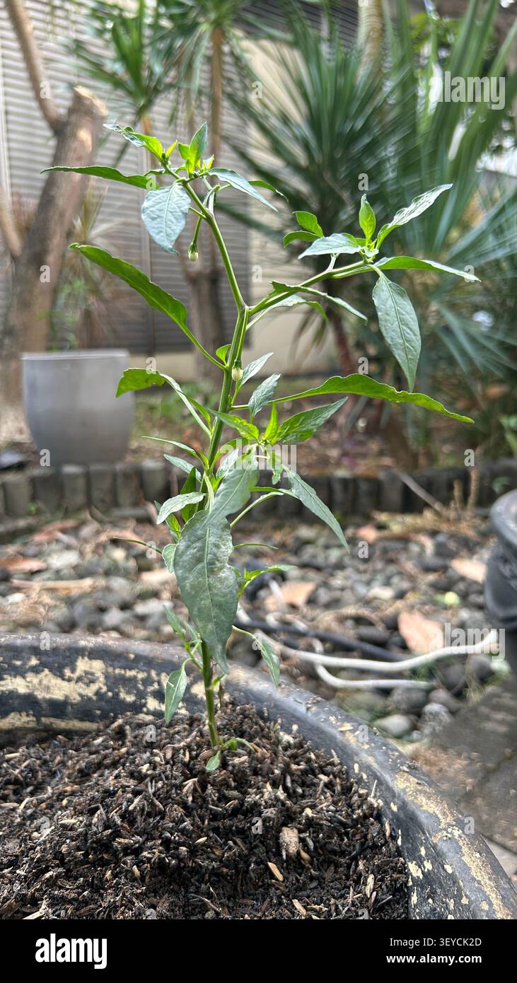 Piante verdi in un bellissimo giardino - Immagine stock catturata con smartphone