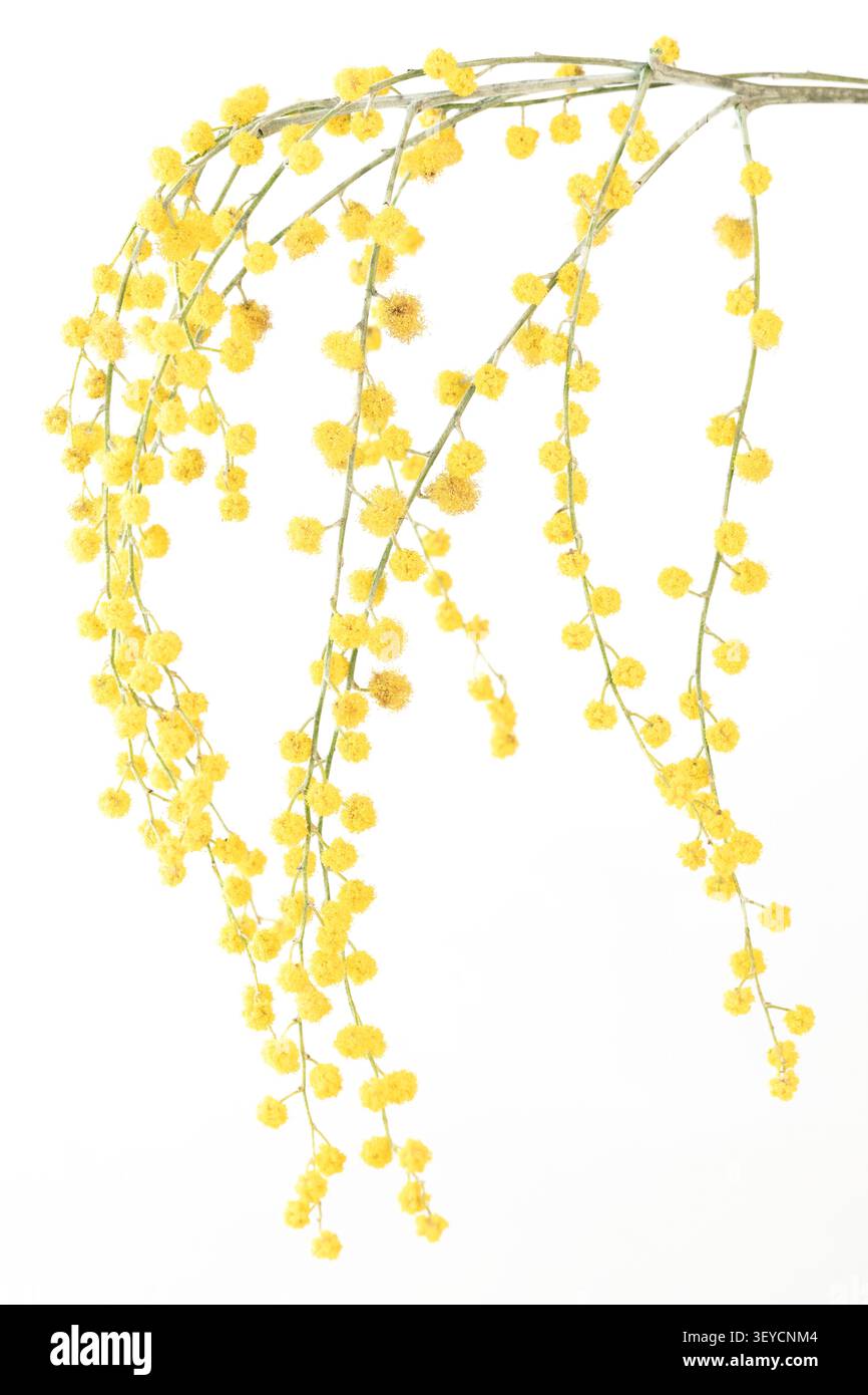 Primo piano verticale Mimosa del ramo giallo in piena fioritura con ampio modello di spazio di copia bianco Foto Stock