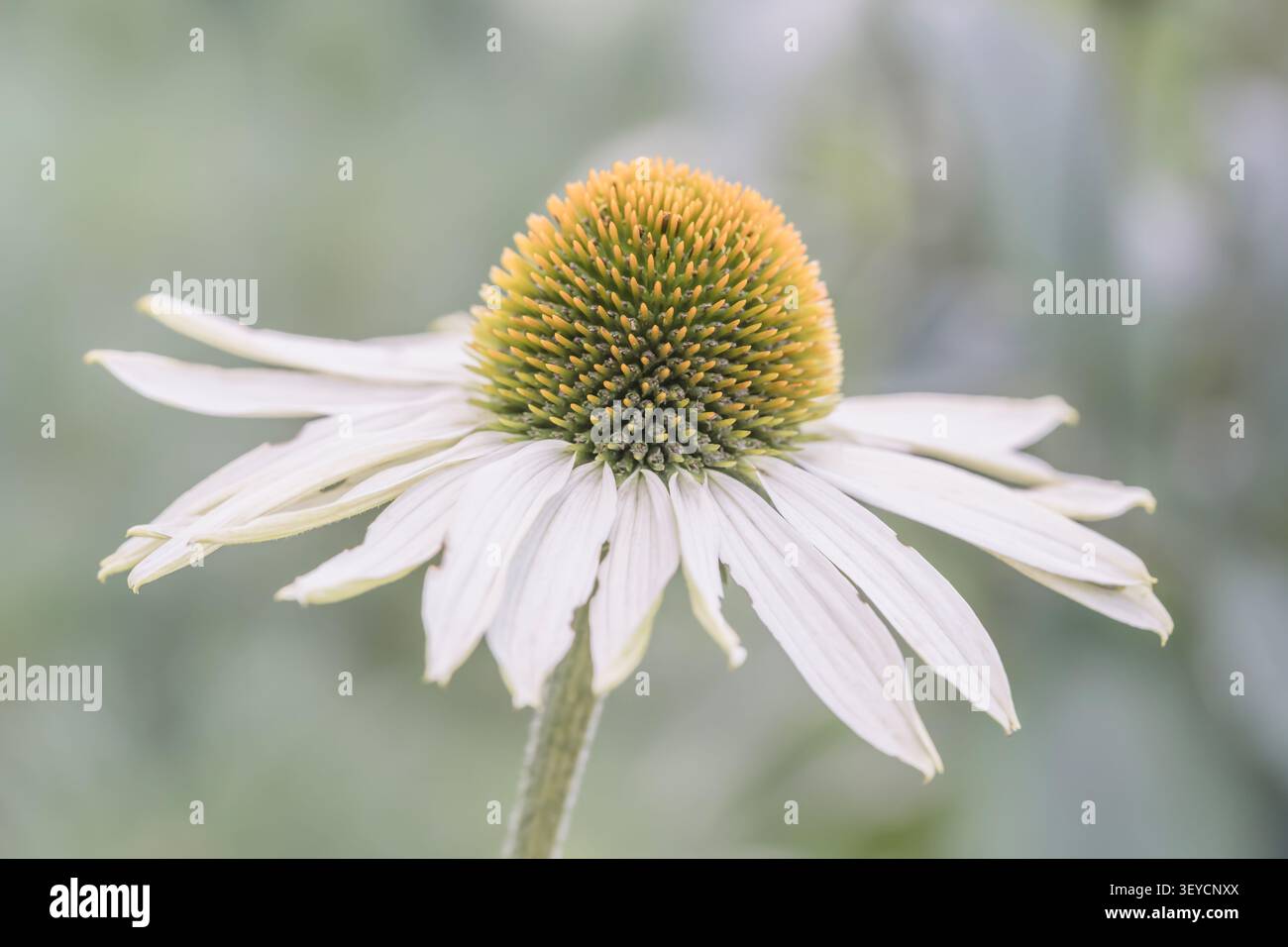 Primo piano orizzontale di un fiore di echinacea bianco che fiorisce su un morbido sfondo sfocato Foto Stock