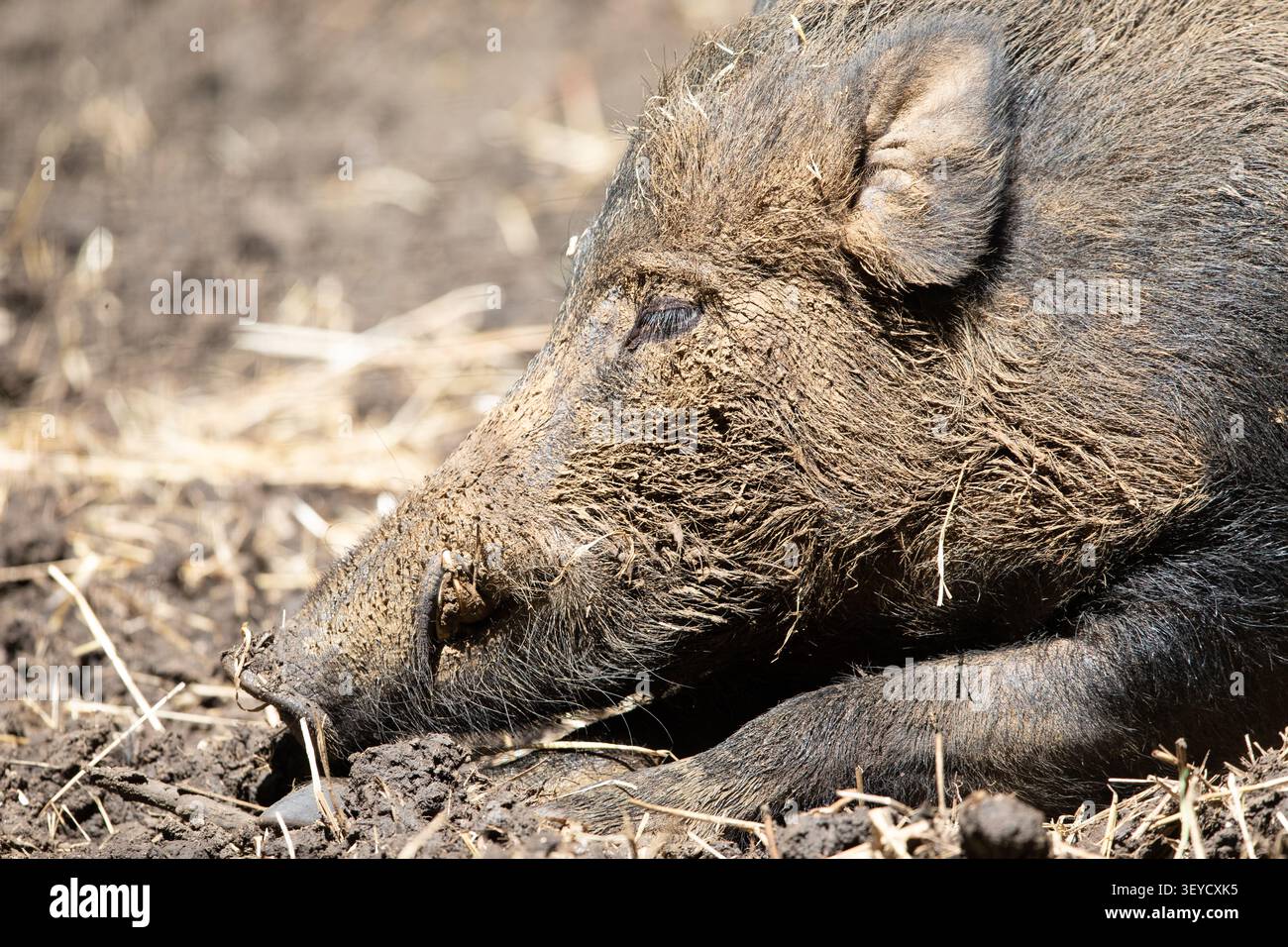 Una vista ravvicinata di un cinghiale che poggia su un terreno fangoso, evidenziando la sua pelliccia ruvida e ricoperta di fango e il lungo muso. Foto Stock