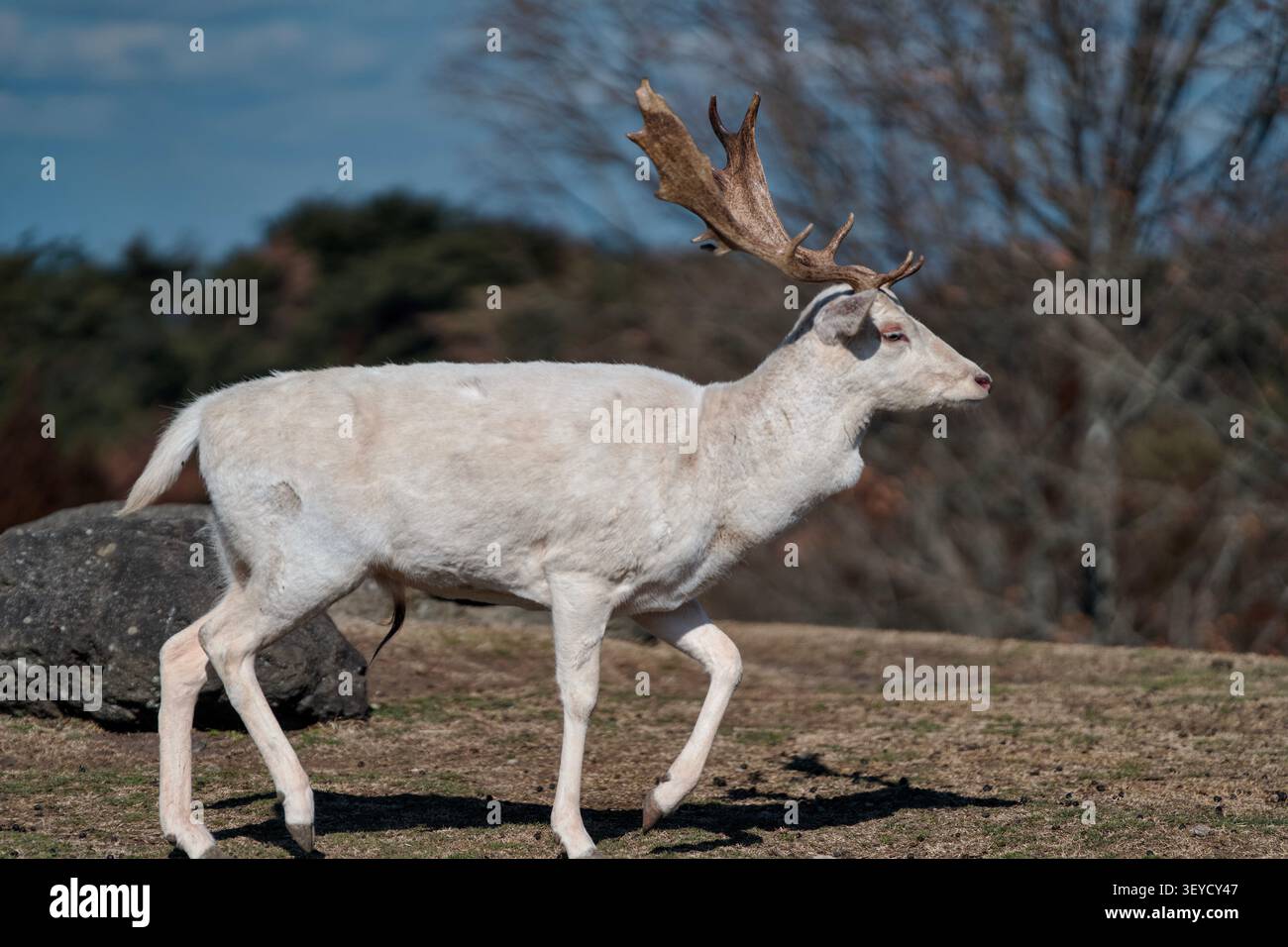 Un raro cervo bianco con magnifici palchi che camminano con grazia attraverso un campo erboso sotto un cielo blu brillante. Foto Stock