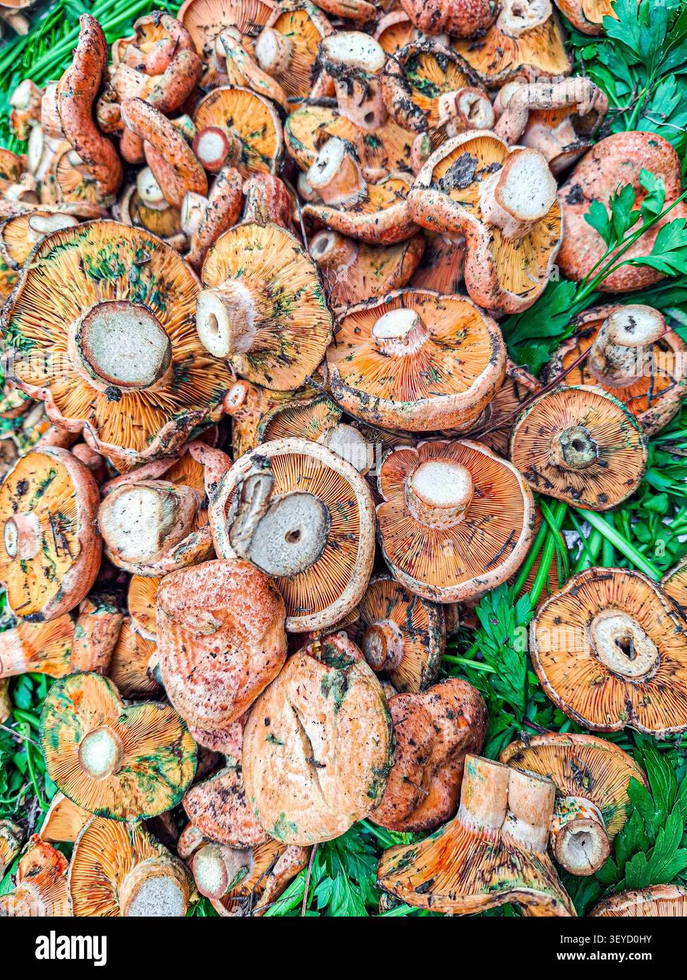 In un vivace mercato agricolo in Spagna, i vivaci funghi zafferano sono esposti insieme alle erbe fresche, mettendo in risalto i ricchi sapori dell'autu Foto Stock