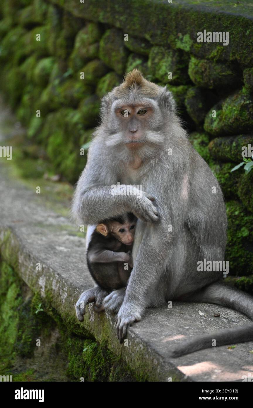 Scimmia Macaque indonesiana Foto Stock