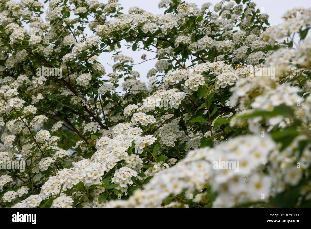 Il fiore bianco pizzo di spiraea si dirama contro un cielo pallido e nuvoloso, creando una morbida atmosfera primaverile. Perfetto per sfondi naturali, temi per matrimoni e altri eventi Foto Stock