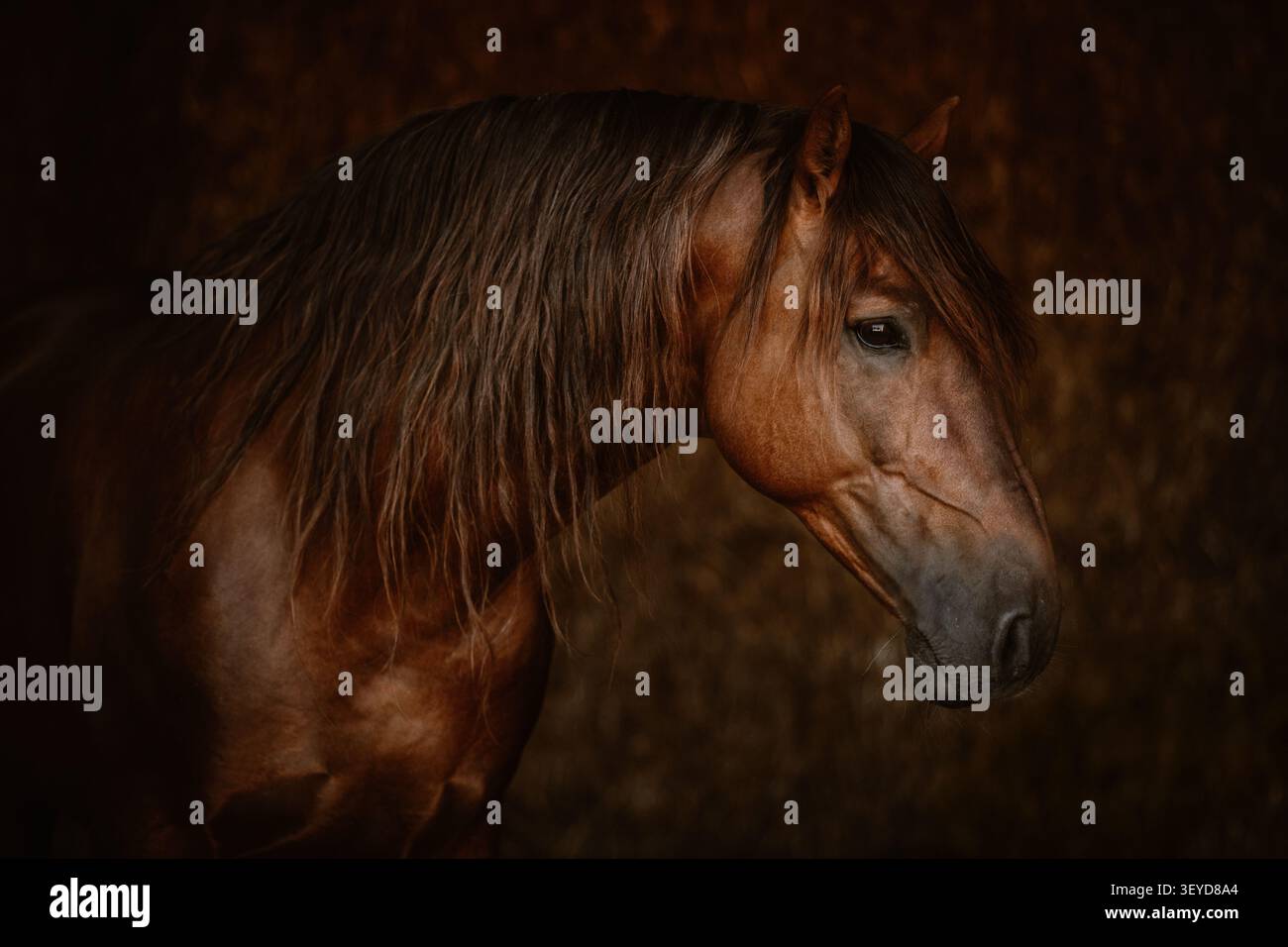 Ritratto di uno stallone spagnolo marrone Foto Stock