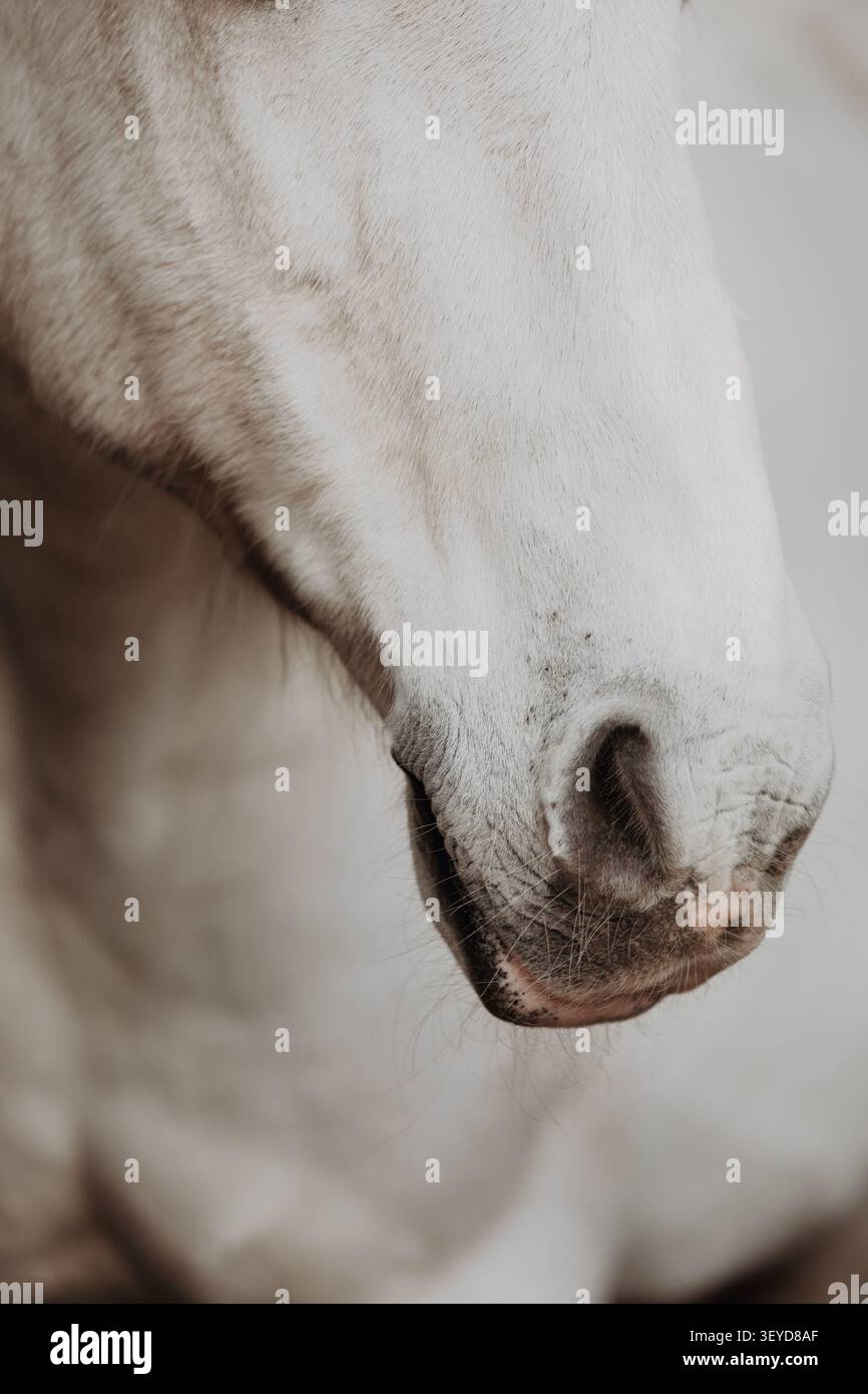 Primo piano di un naso di cavalli bianchi Foto Stock