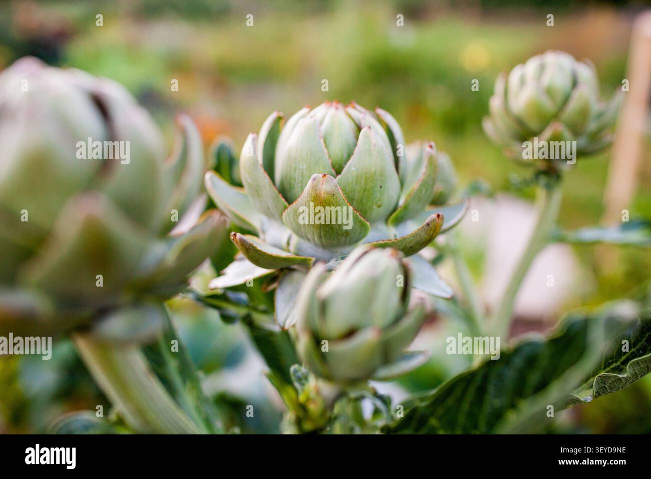 Gemme di carciofo verde che crescono in un giardino Foto Stock