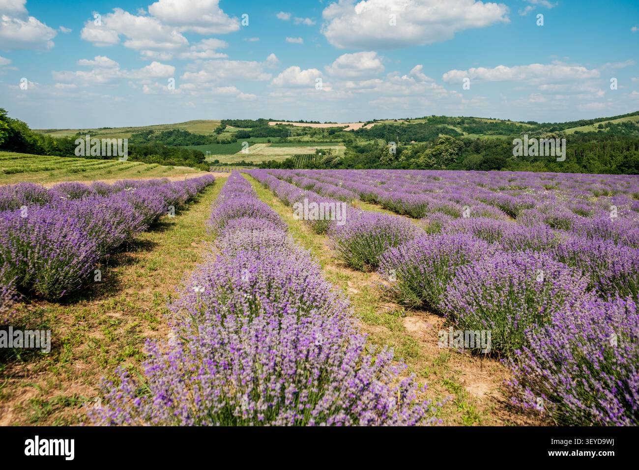 Vista di un vivace campo di lavanda in piena fioritura con colline ondulate sullo sfondo sotto un cielo blu con nuvole bianche a Novi Sad, Vojvodina, Serbia. Foto Stock