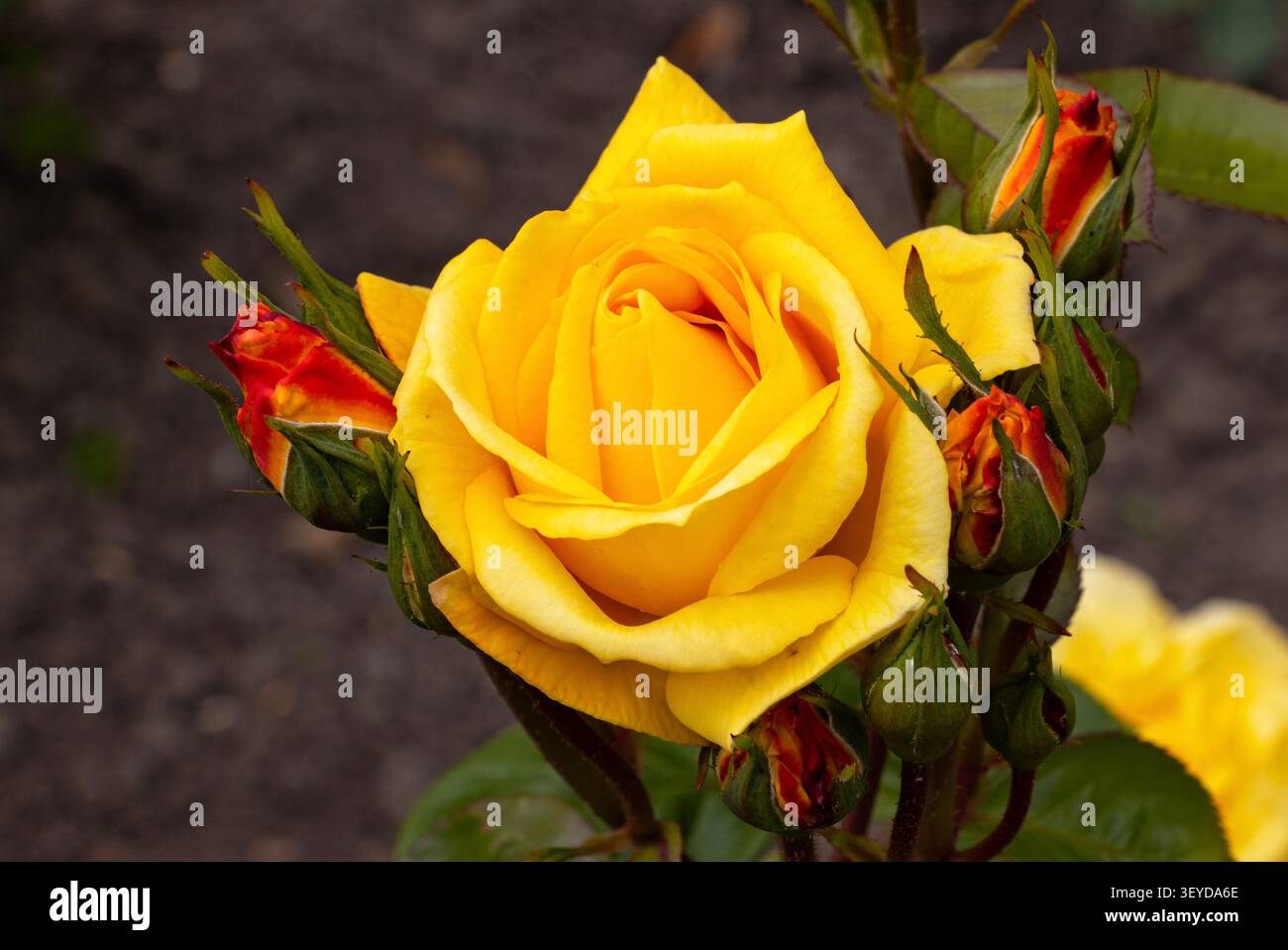 La Julia Rose è un ceppo popolare di rose tra molti giardinieri e orticoltori. Nel corso dei secoli la coltivazione delle rose è diventata un'industria Foto Stock