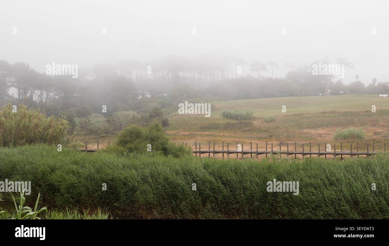 Paesaggio rurale Foggy con Reed Beds e Pini - campagna costiera atlantica a Morning Mist, Portogallo settentrionale Foto Stock