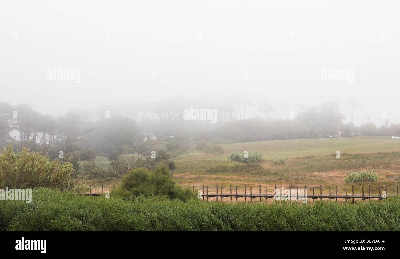 Paesaggio rurale Foggy con Reed Beds e Pini - campagna costiera atlantica a Morning Mist, Portogallo settentrionale Foto Stock