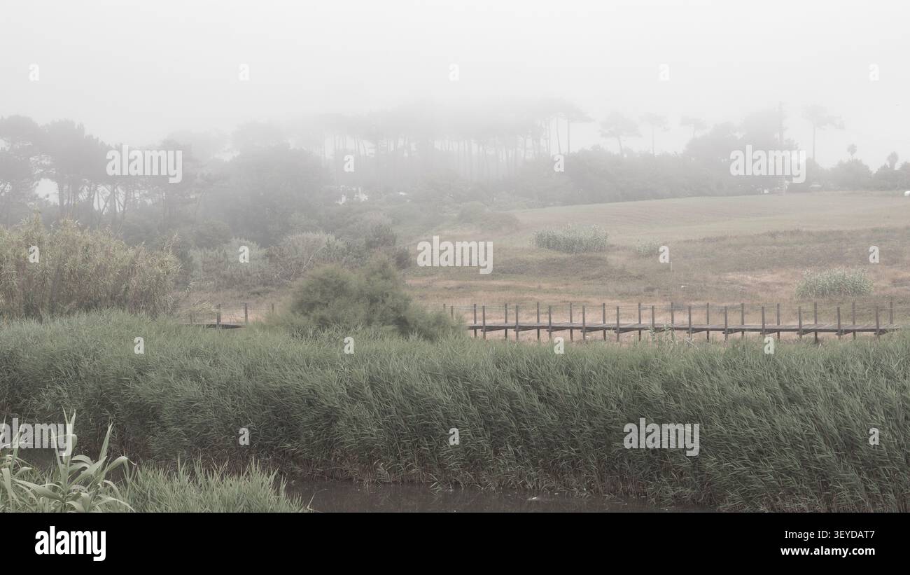Paesaggio rurale Foggy con Reed Beds e Pini - campagna costiera atlantica a Morning Mist, Portogallo settentrionale Foto Stock