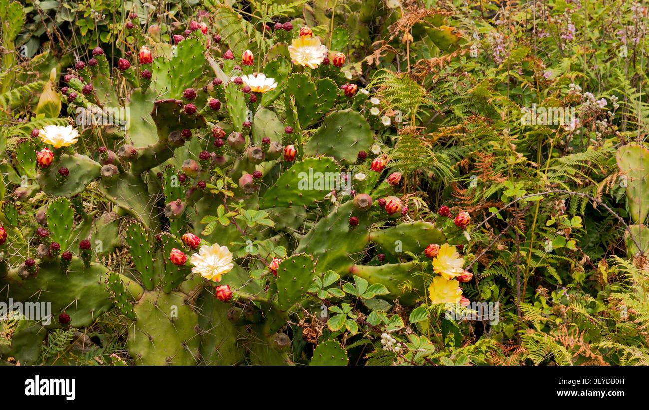 Opuntia ficus-indica in Bloom — Cactus di pere di riccio Fiori gialli e frutti viola tra felci selvatiche e Bramble, Portogallo Foto Stock