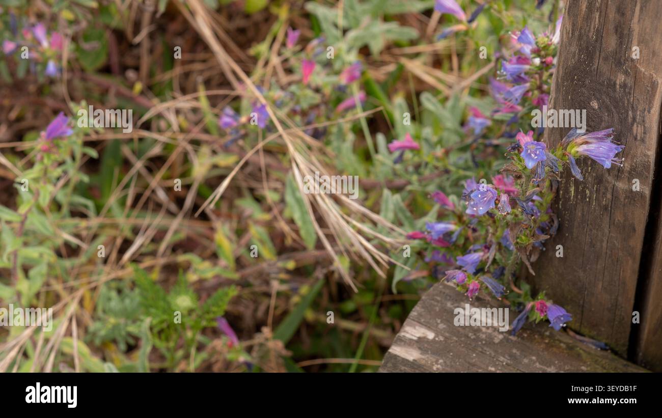 Fiori selvatici di echium plantagineum fioriscono accanto ad una rustica recinzione in legno in un prato mediterraneo Foto Stock