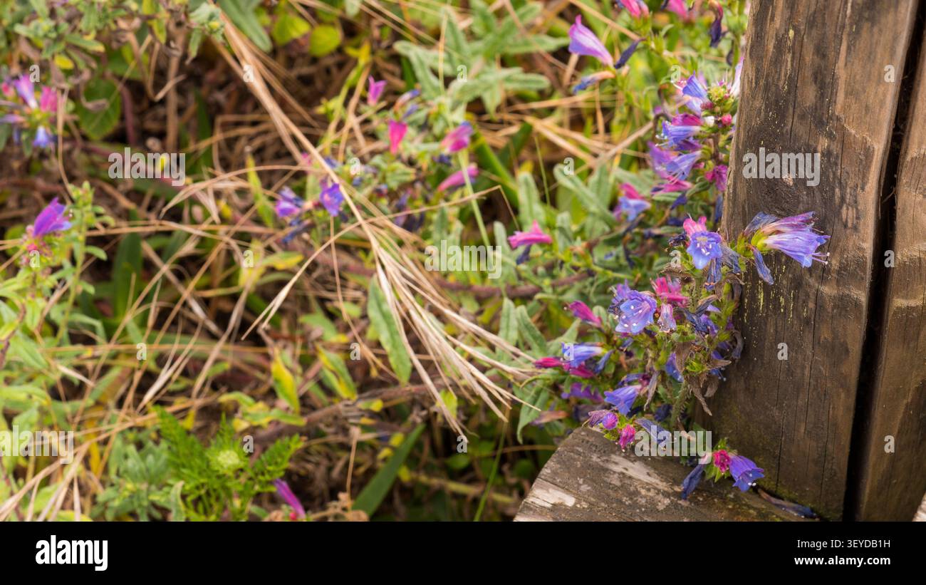 Fiori selvatici di echium plantagineum fioriscono accanto ad una rustica recinzione in legno in un prato mediterraneo Foto Stock