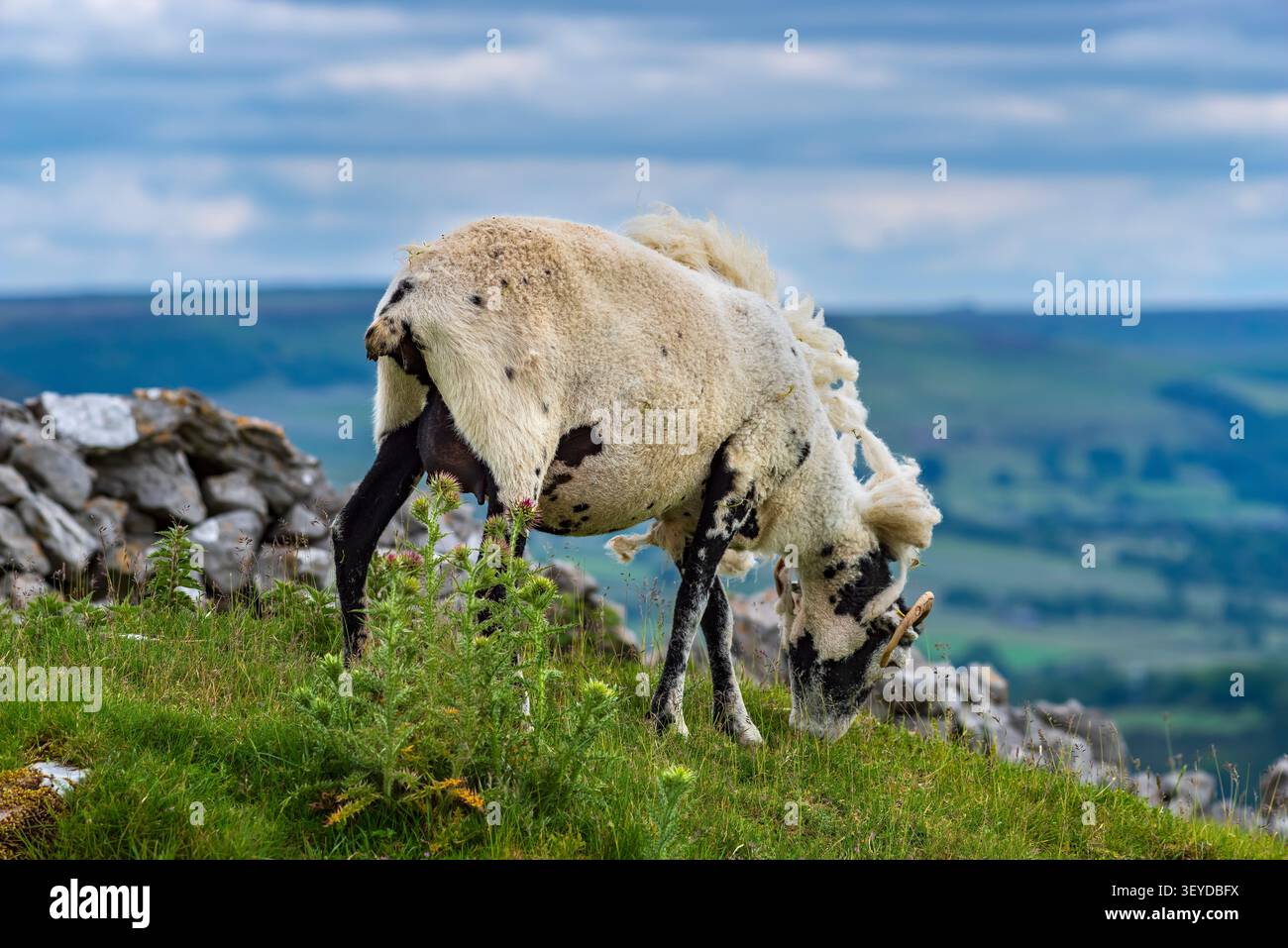 Pecore che pascolano vicino a Hurdlow Barn, Castleton, Derbyshire, GB Foto Stock
