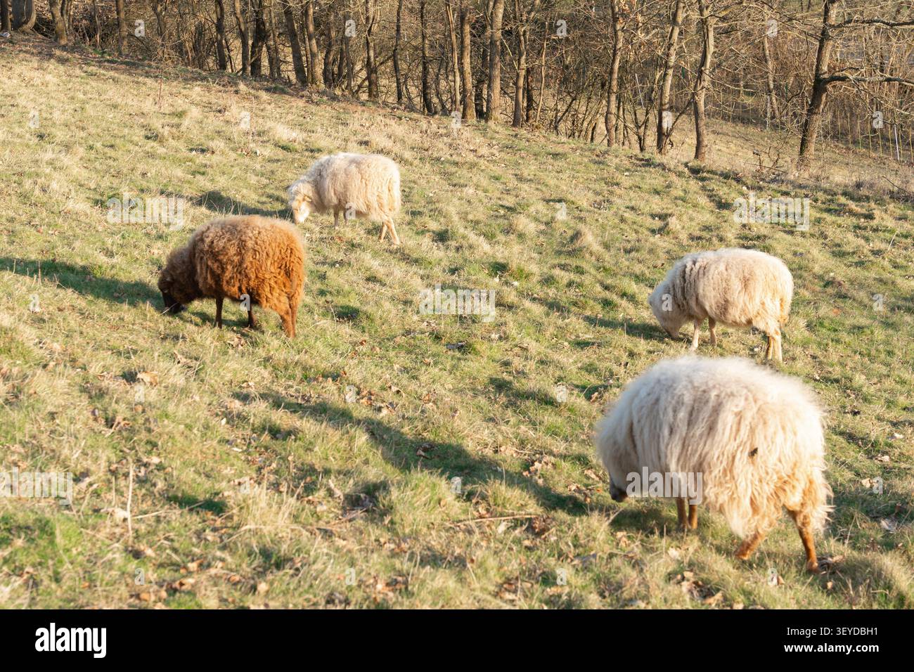 Pecore bianche e nere che pascolano su una vibrante erba verde sotto la luce del sole primaverile. Una tranquilla scena rurale che simboleggia l'agricoltura, la natura e la pace Foto Stock