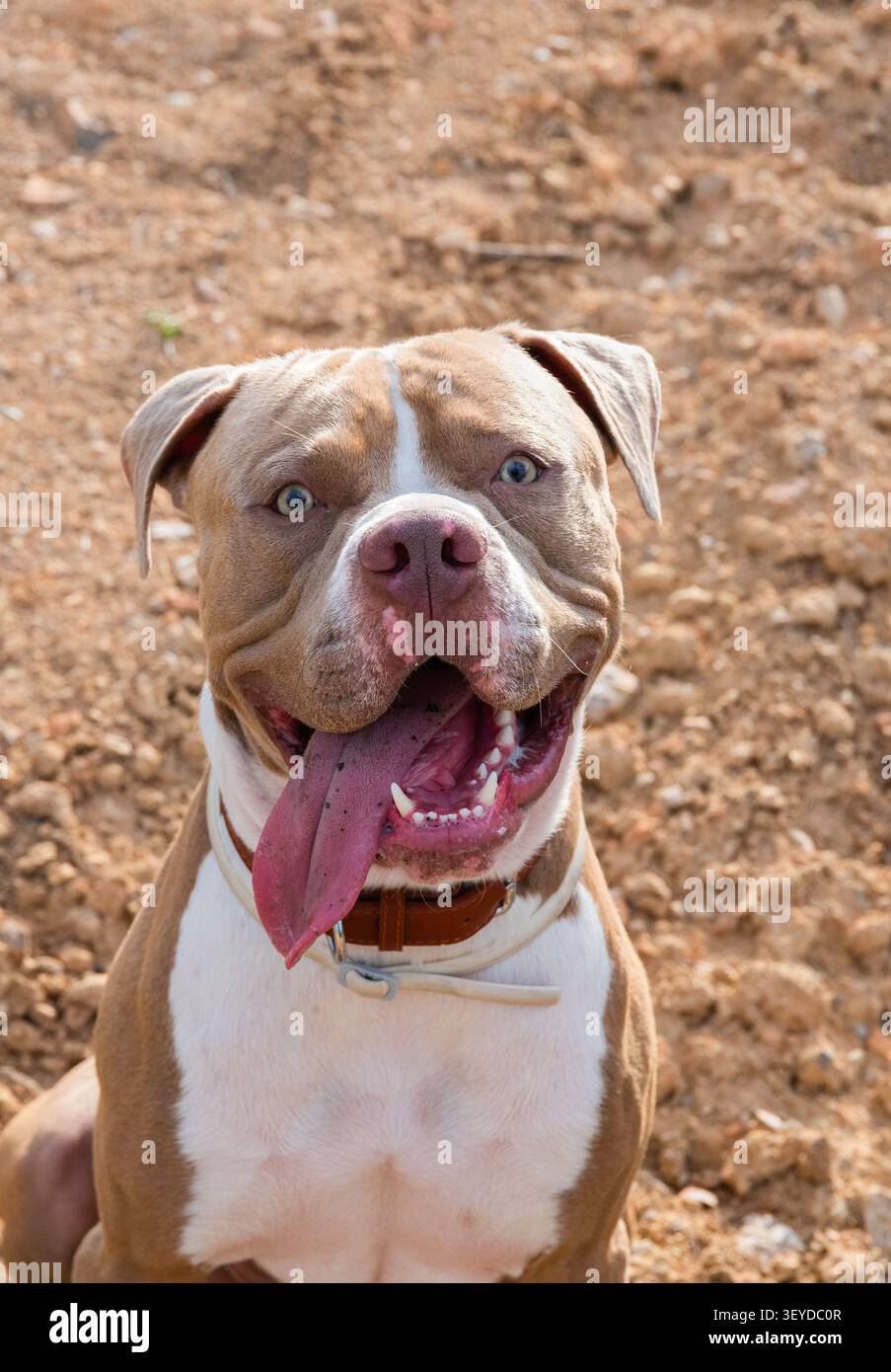 Happy Pitbull Dog Portrait, adorabile American Pit Bull Terrier Foto Stock