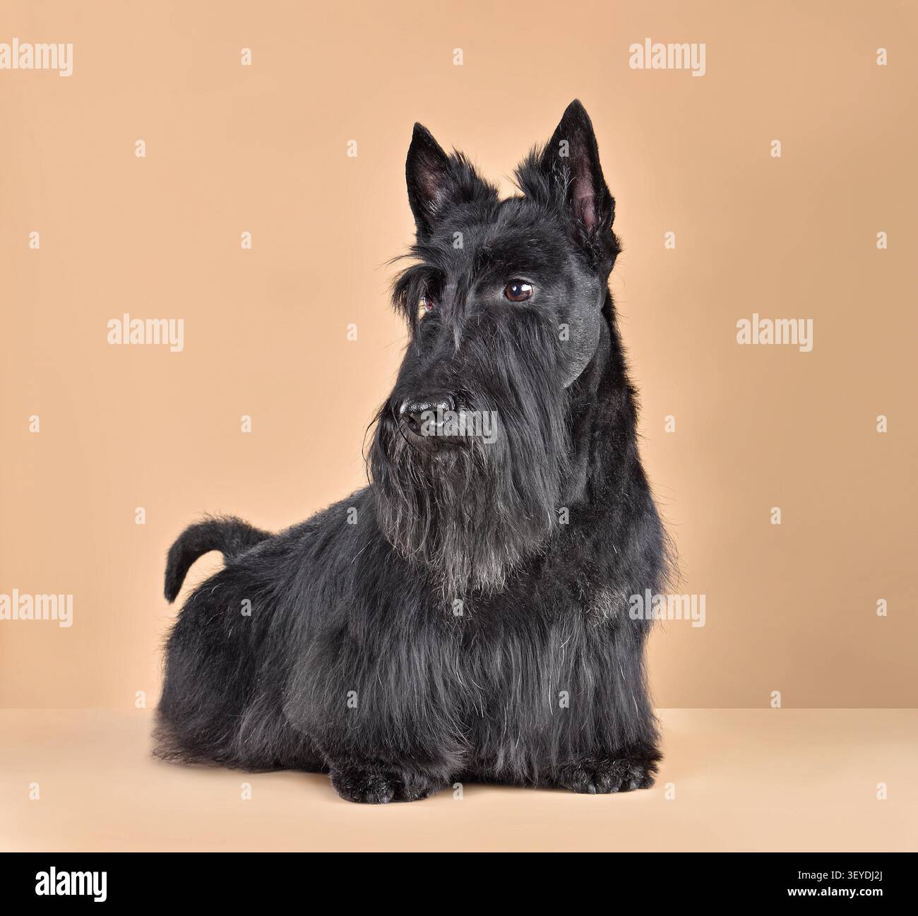 Foto in studio di scotch terrier nero seduto su sfondo giallo Foto Stock