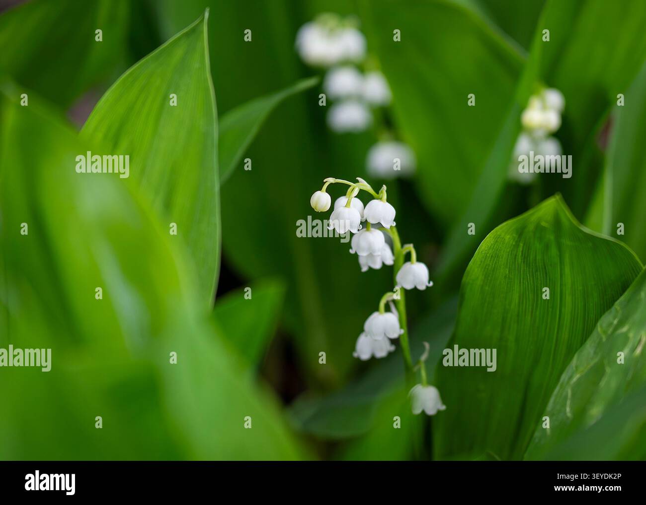 Giglio della valle (Convallaria majalis) con delicati fiori bianchi a forma di campana che fioriscono tra rigogliose foglie verdi in un giardino boschivo primaverile. Foto Stock
