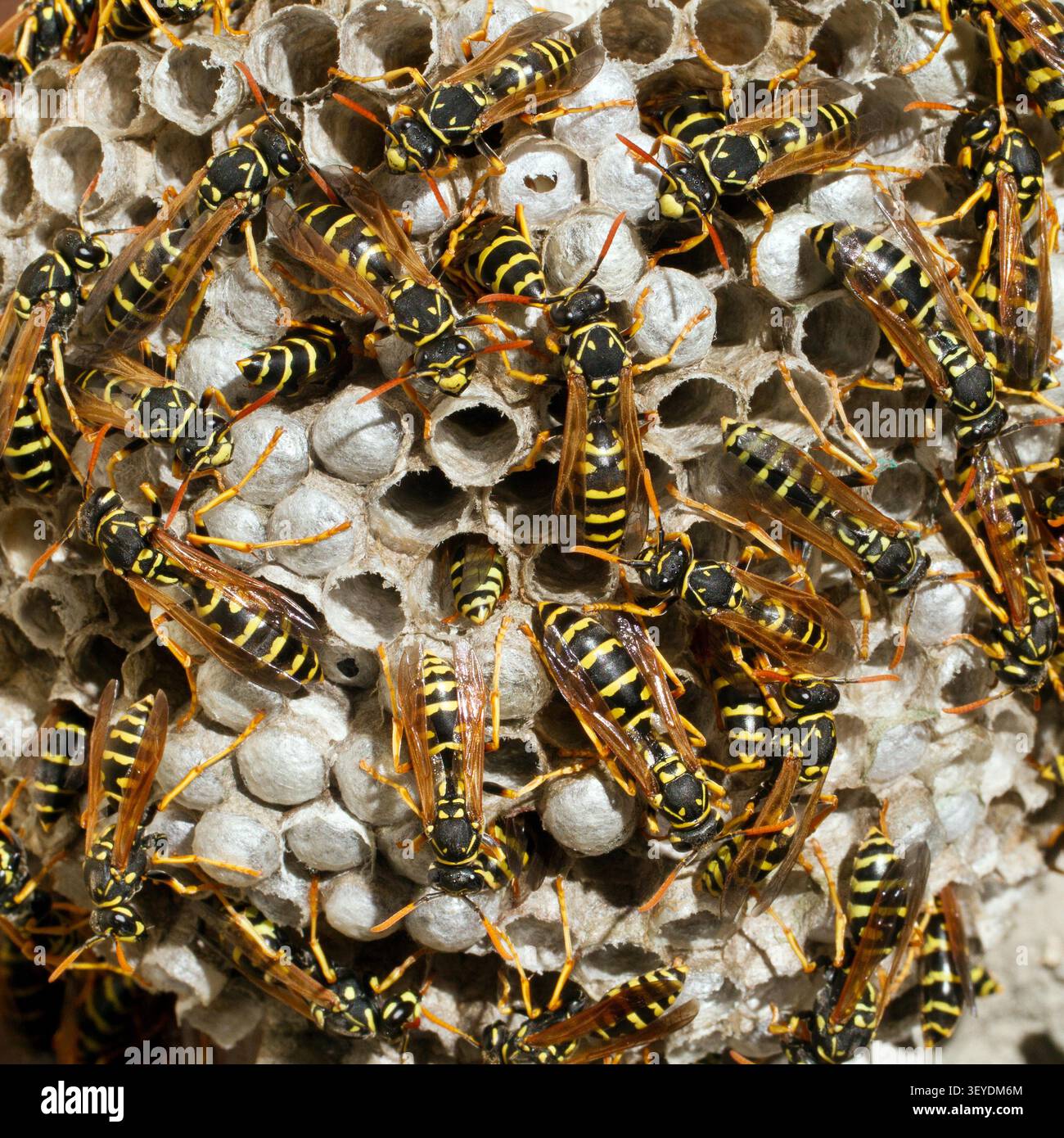 Uno sciame di vespe selvatiche sul nido. Favi di insetti pericolosi. Molte vespe sul nido. Foto Stock