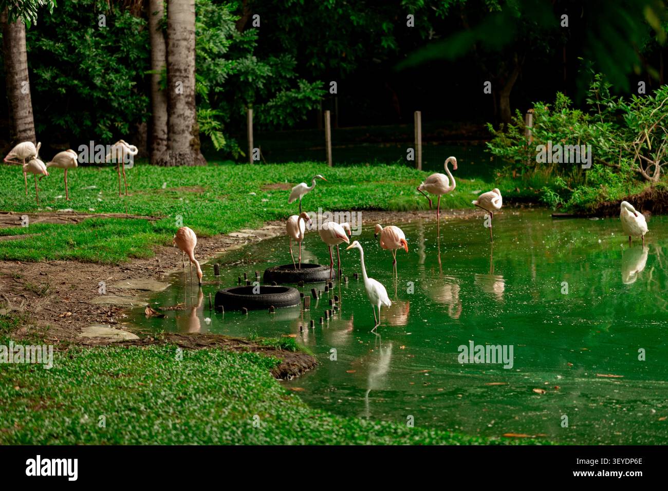 Gruppo di fenicotteri rosa che si tuffano in un tranquillo laghetto in un ambiente tropicale, con eleganti uccelli acquatici e colori vivaci. Foto Stock