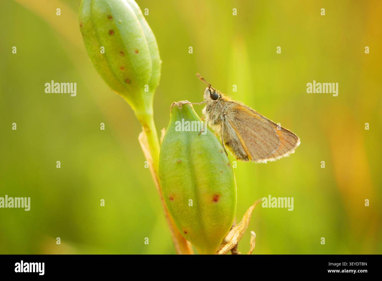 Piccolo skipper Thymelicus sylvestris Hesperiidae Butterfly seduto in posizione tranquilla e arroccato sul seme verde della bandiera siberiana di Iris sibirica Foto Stock