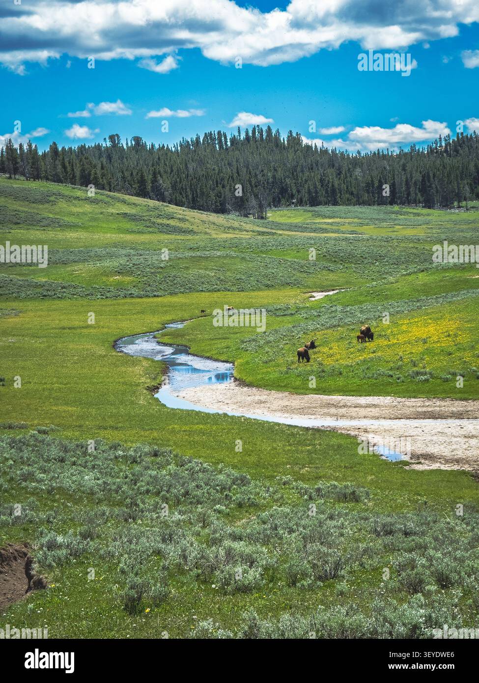Bisonte americano (bisonte bisonte bisonte bisonte) pascolano su prati verdi luminosi lungo un fiume dolcemente tortuoso nel parco nazionale di Yellowstone. Foto Stock