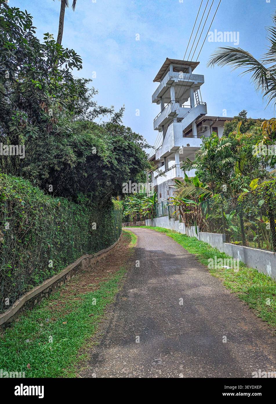 L'immagine cattura un vicolo stretto, asfaltato che si snoda attraverso un ambiente tropicale lussureggiante. - Immagine stock catturata con smartphone