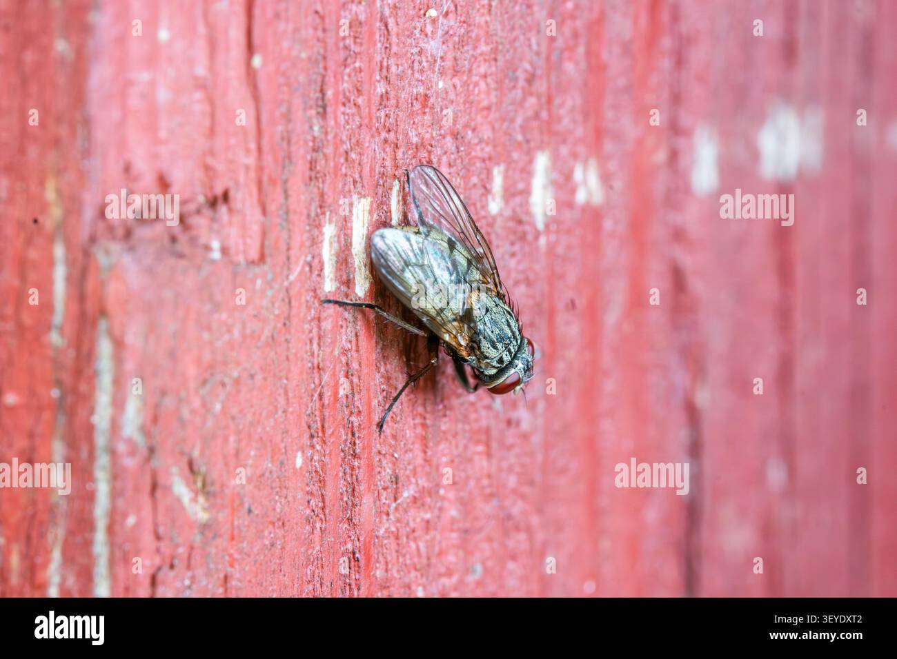 Primo piano di una mosca domestica comune su superficie di legno rossa. Macro dettagliata dell'insetto. Foto Stock