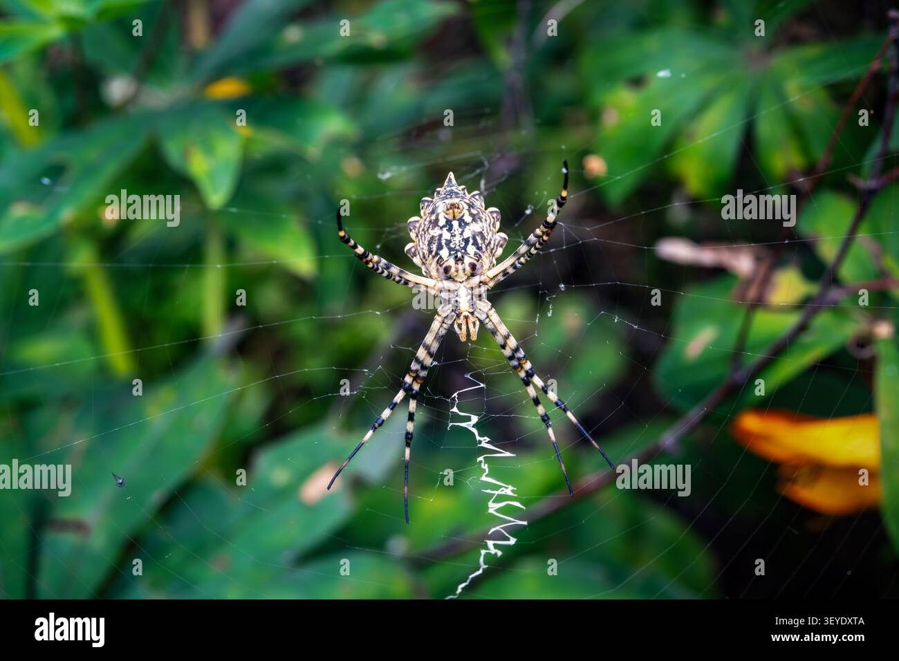 Ragno sulla sua ragnatela tra foglie verdi. Primo piano dettagliato di un aracnide nell'habitat naturale. Ragno Argiope seduto sulla sua ragnatela circolare con una spina a zigzag bianca Foto Stock