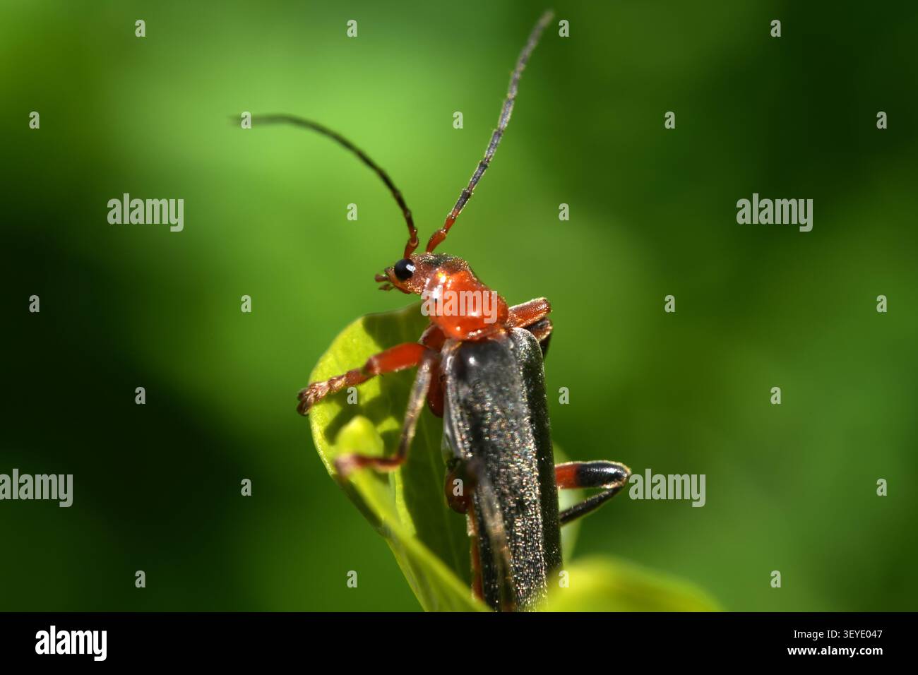 Dettaglio macro di insetto con sfondo verde vivace. Scarabeo soldato dalle zampe rosse che riposa sulla punta di una foglia verde. Dettaglio macro di insetto con sfondo verde vivace Foto Stock