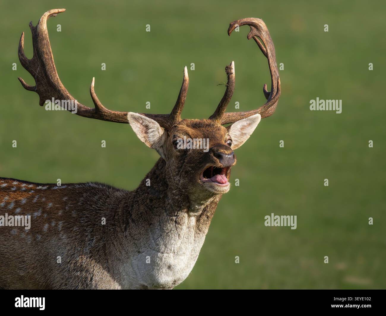 Cervo maschio (Dama dama) che ruggisce, Holkham Park, Norfolk, Inghilterra Foto Stock