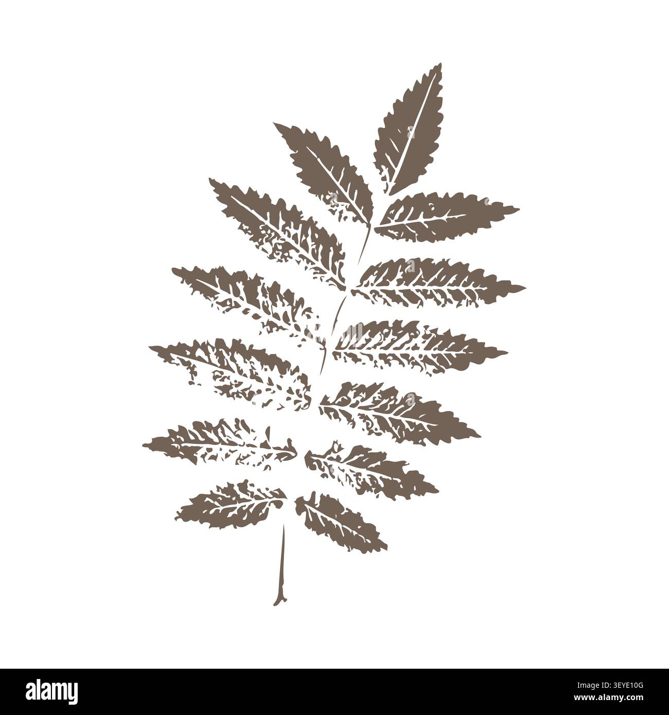 Illustrazione vettoriale con stampa a foglia di Rowan con realistica trama a inchiostro isolata su sfondo bianco, elemento botanico marrone con tonalità neutre di terra per inviti di nozze boho, cartoleria autunnale e illustrazione m. Vector Illustrazione Vettoriale