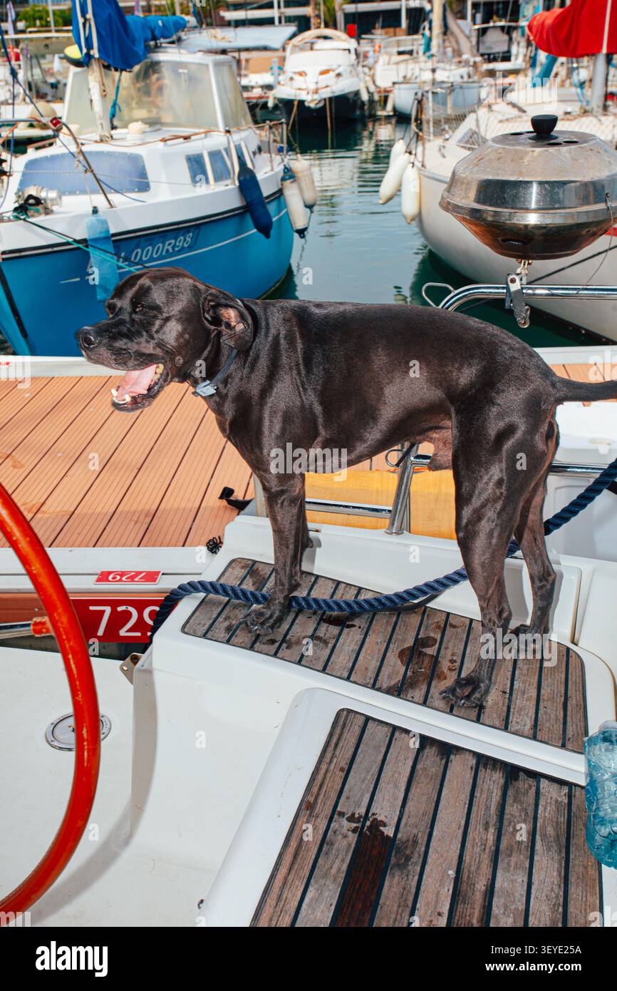 Cane nero in piedi sulla poppa di uno yacht a vela ormeggiato in una marina durante il giorno, con barche a vela e acqua calma sullo sfondo a Barcellona Foto Stock