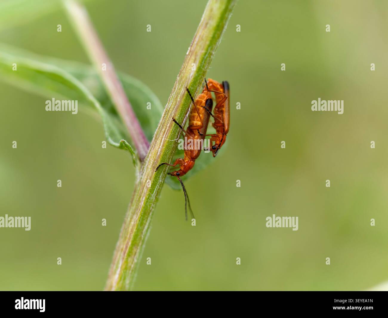 Comune coleottero rosso soldato, Rhagonycha fulva, due insetti accoppiati, Warwickshire, giugno 2026 Foto Stock