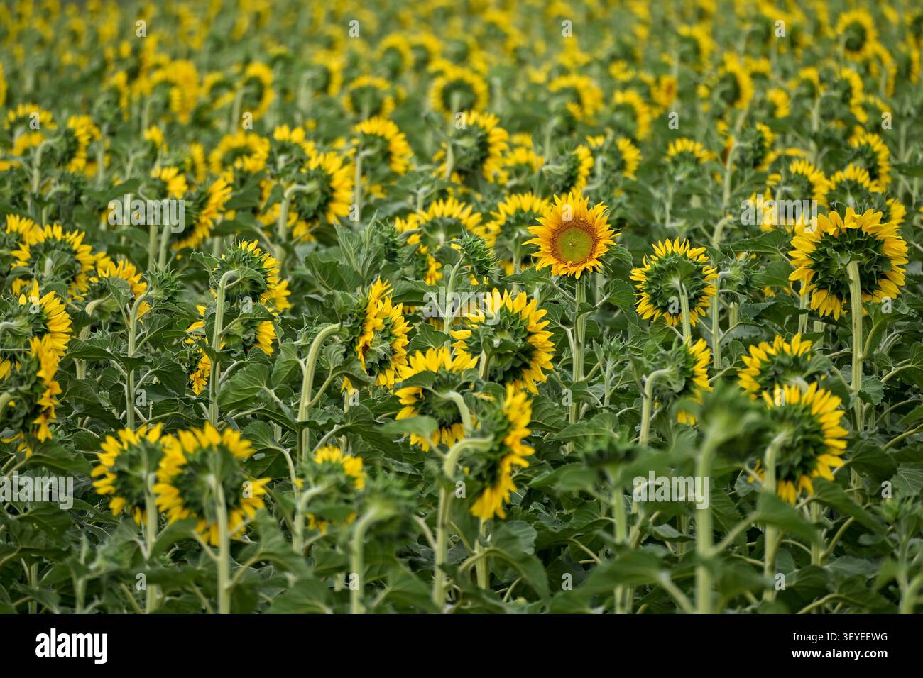 Campo di girasoli rivolto lontano dalla luce del sole con girasole Foto Stock