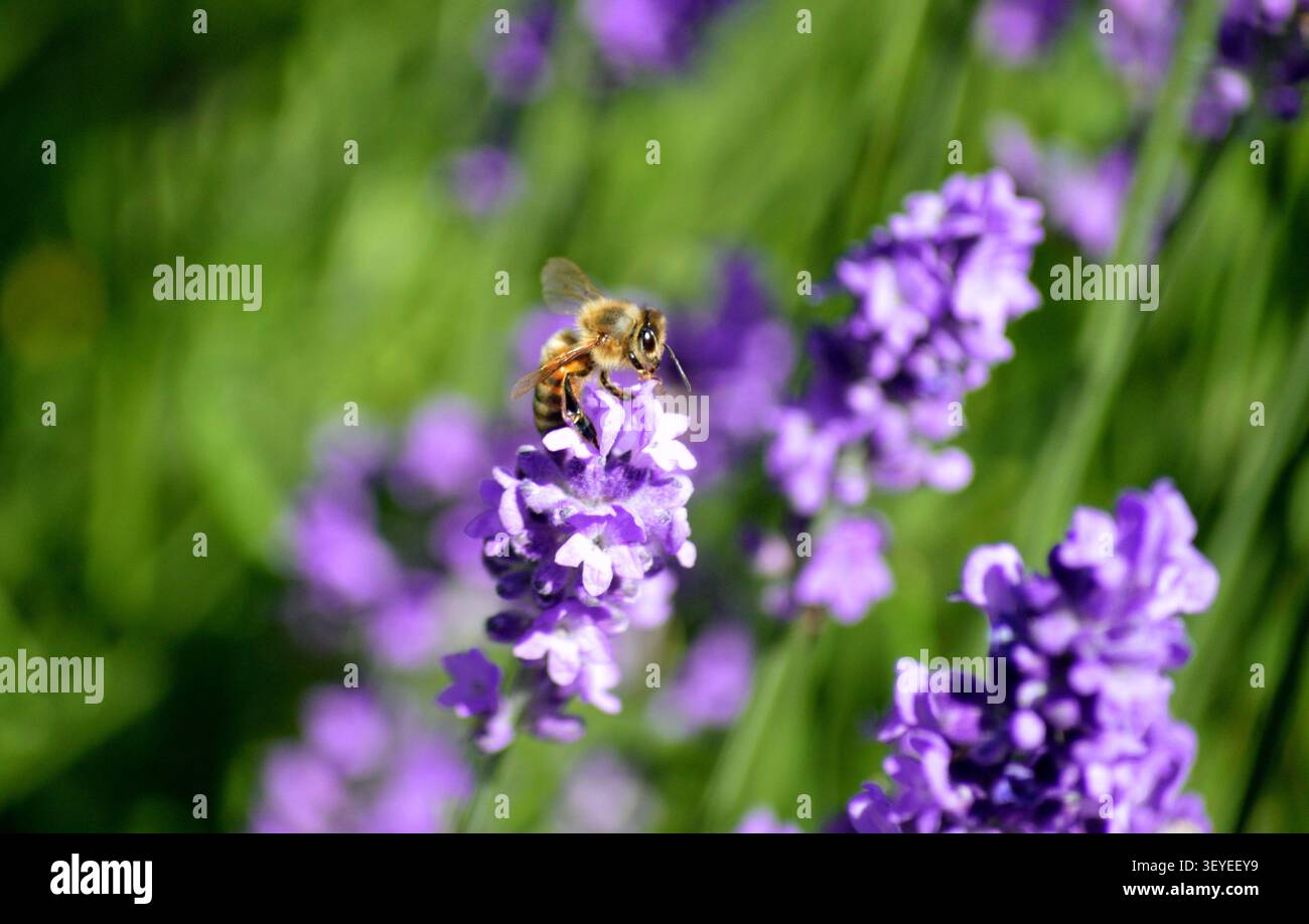Api miele che raccolgono il nettare su fiori viola di lavanda Foto Stock