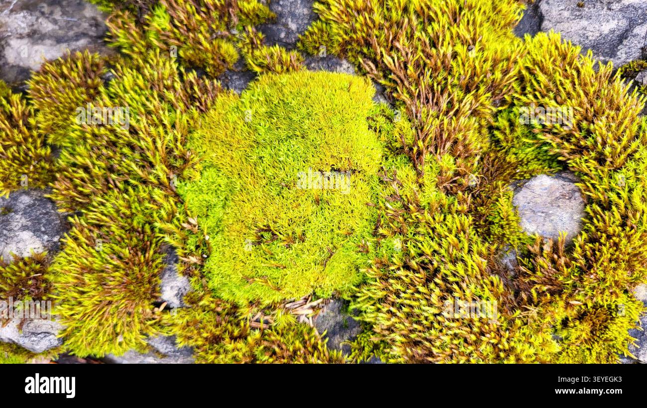 Prima vista di muschio verde vibrante che cresce su una pietra grigia nella natura svizzera Foto Stock