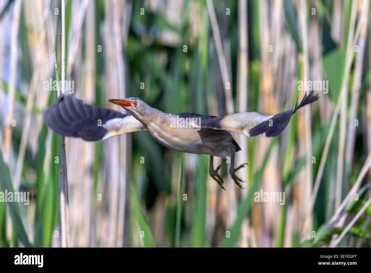 Piccolo amaro comune (Botaurus minutus / Ixobrychus minutus) maschio adulto che decolla dal letto di canna / dal letto di canna nella zona umida in primavera Foto Stock