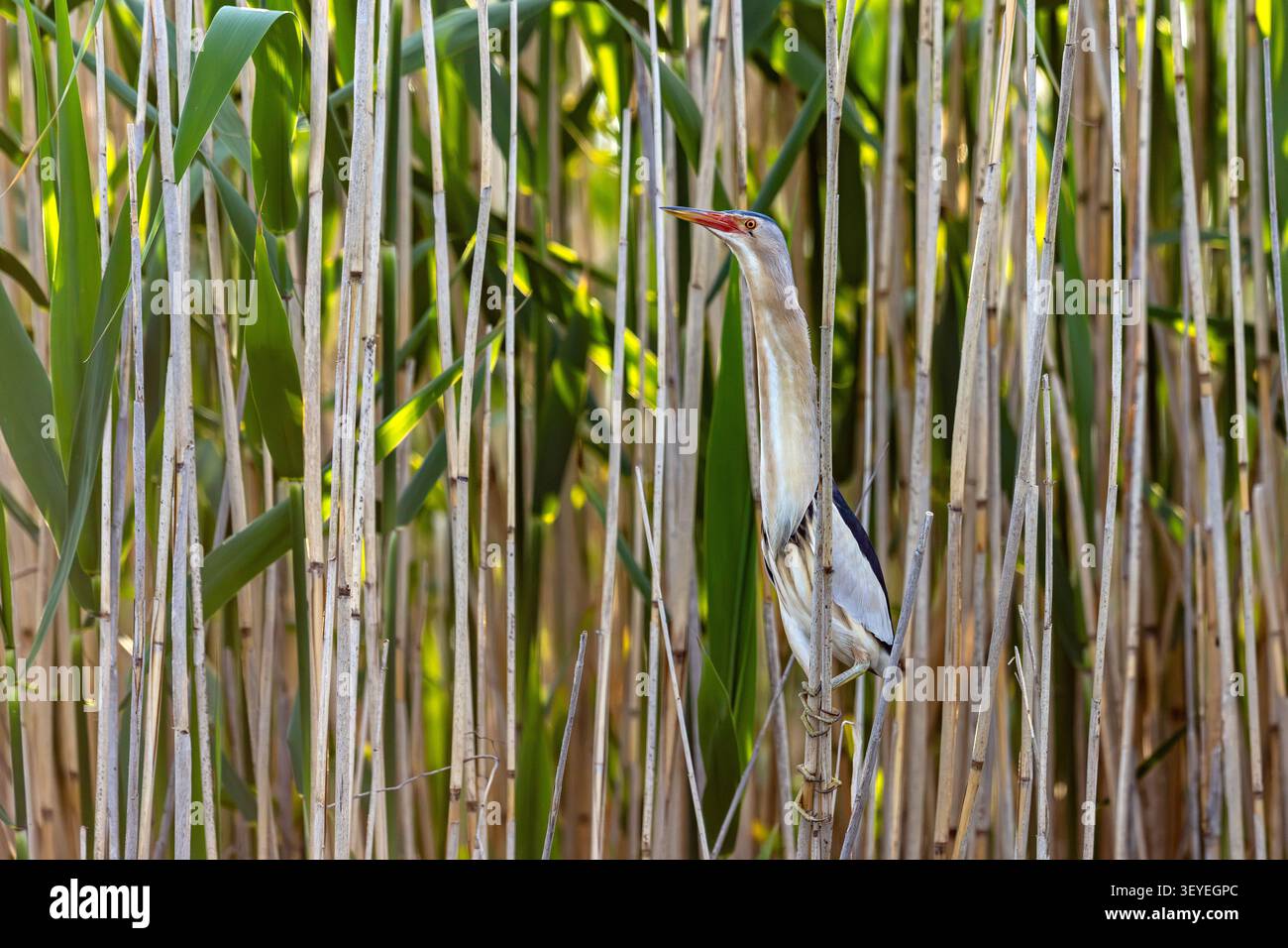 Piccolo amaro comune (Botaurus minutus / Ixobrychus minutus) maschio che forgia in letto di canna / letto di canna mostrando colori mimetici nelle zone umide in primavera Foto Stock