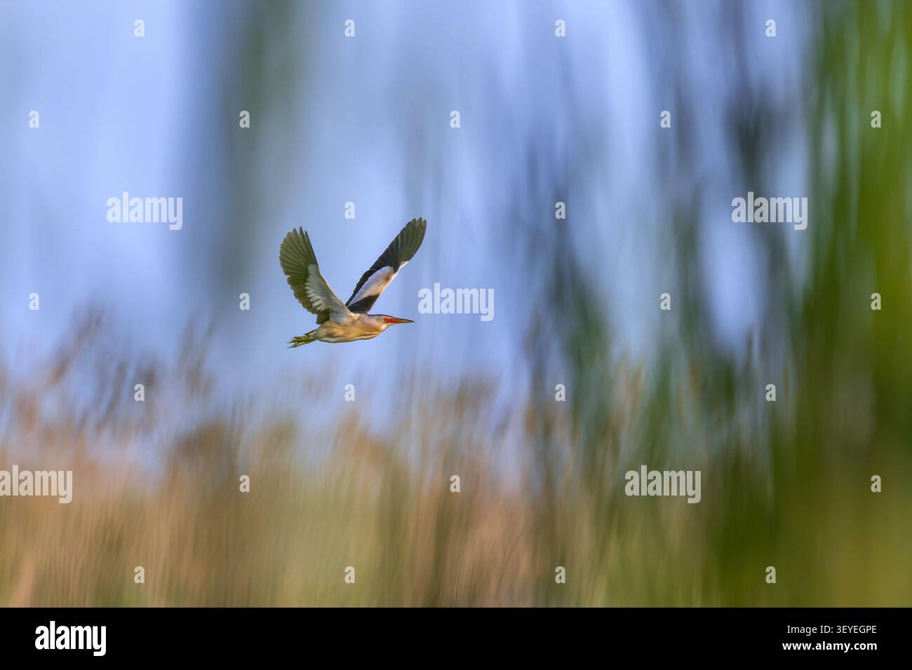 Piccolo amaro comune (Botaurus minutus / Ixobrychus minutus) maschio che vola sopra il letto di canna / reedbed nelle zone umide in primavera Foto Stock
