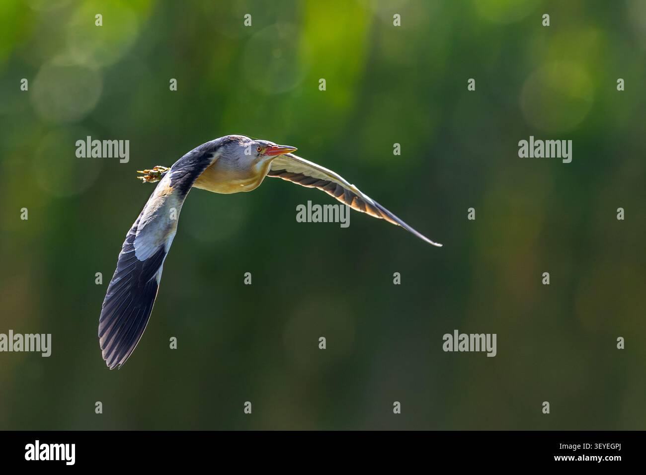 Piccolo amaro comune (Botaurus minutus / Ixobrychus minutus) maschio che vola sopra il letto di canna / reedbed nelle zone umide in primavera Foto Stock