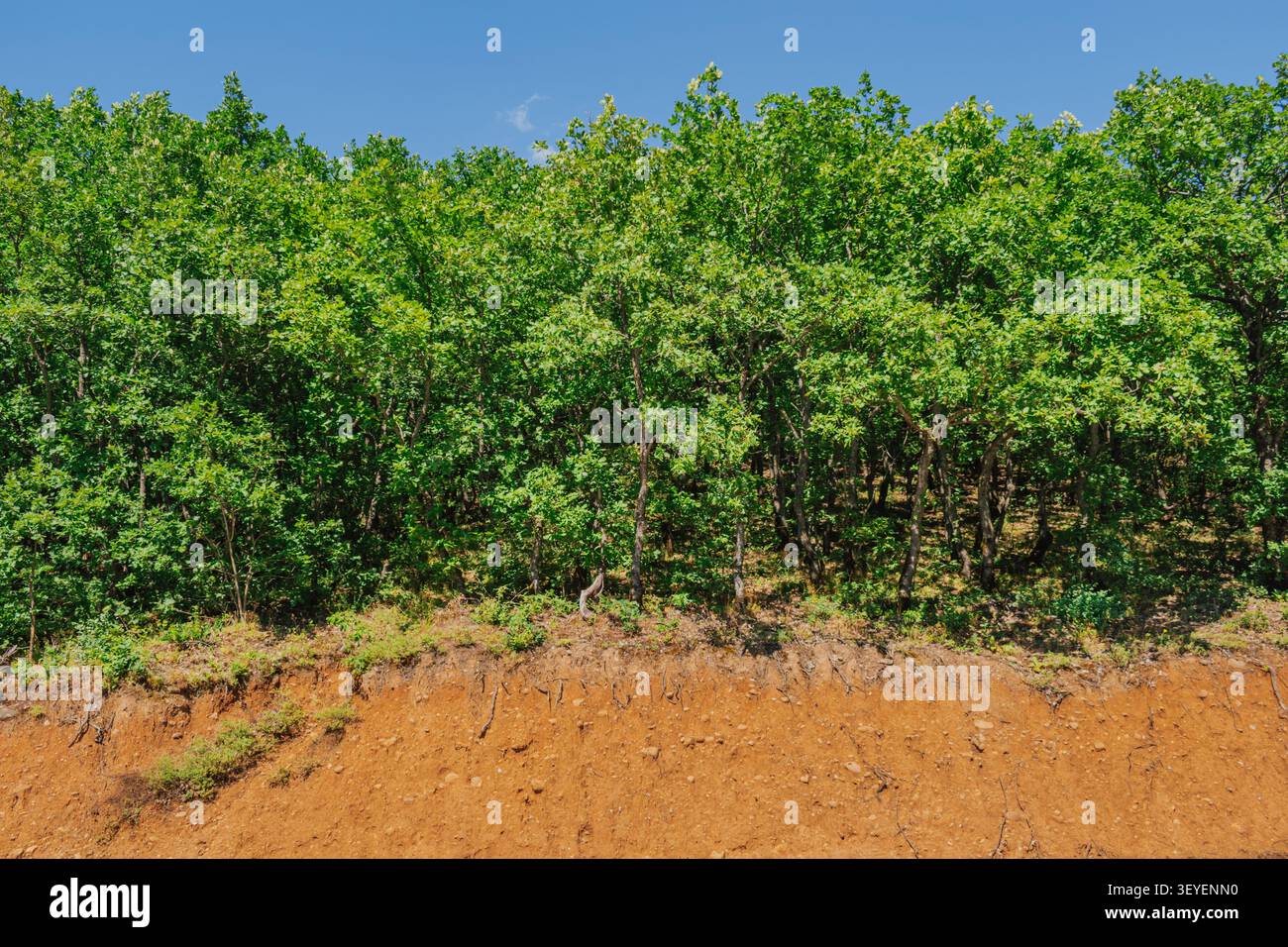 Ampio colpo orizzontale di una fitta foresta decidua verde che cresce sulla cima di una scogliera di erosione del suolo argilloso marrone ripida o di un terrapieno in terra battuta Foto Stock