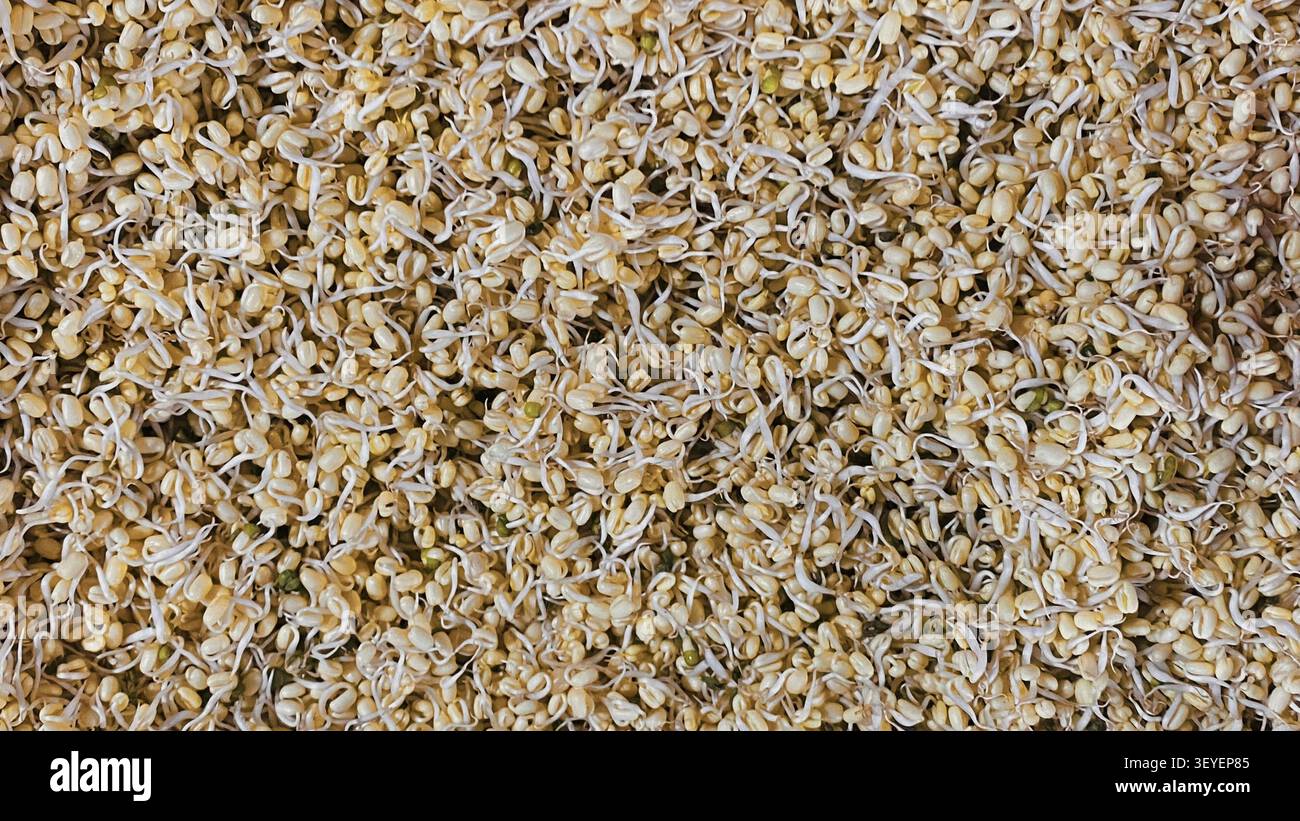 Germogli di fagiolo mungo freschi con texture croccante e colore naturale, comunemente usati nella cucina asiatica per saltati, zuppe, insalate e pasti salutari. - Immagine stock catturata con smartphone
