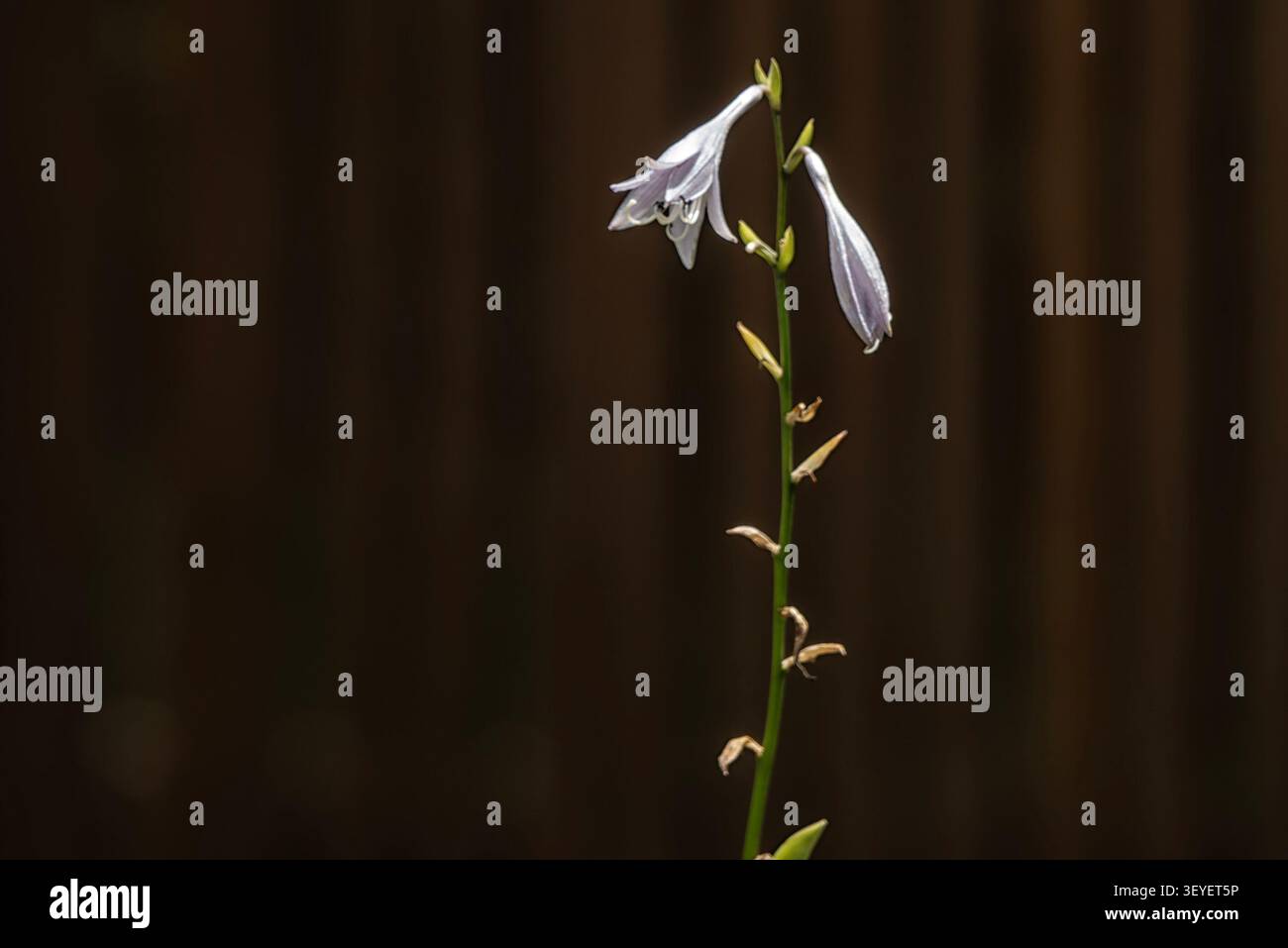 I petali a forma di campana di una pianta di Hosta Foto Stock