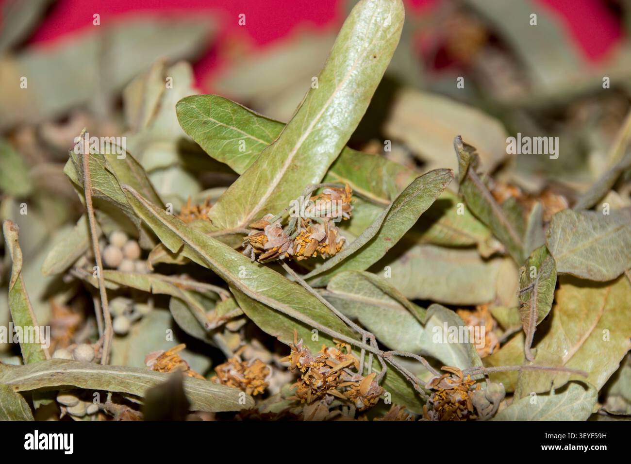 Essiccazione di fiori di tiglio appena raccolti (noti anche come fiori di lime o tilia). Foto Stock